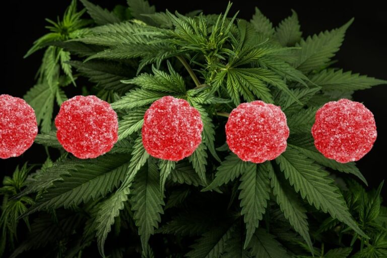 Do THC gummies expire? GreenState GreenState