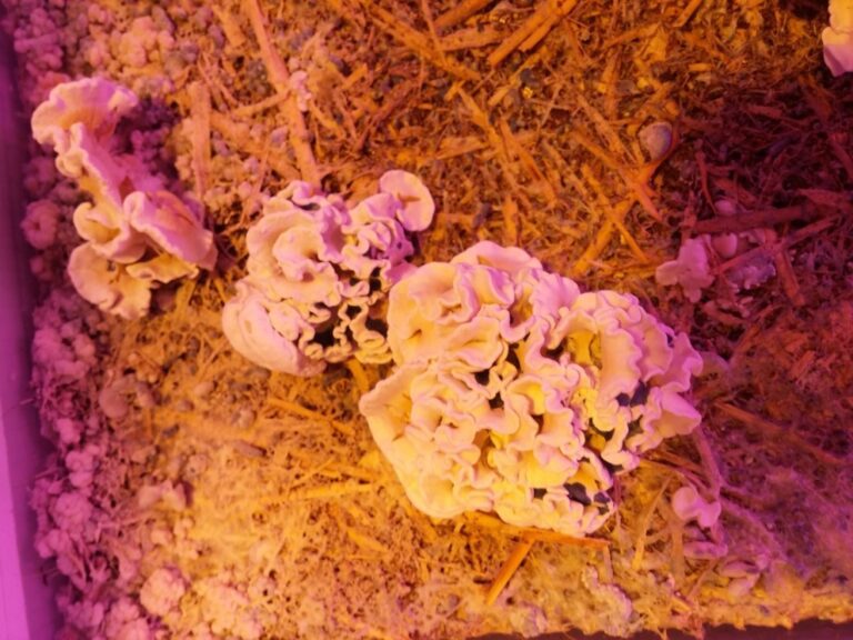 Enigma mushroom – an eye-catching psilocybe mutation | GreenState