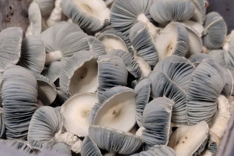 Jack Frost mushroom people are obsessed with this albino shroom