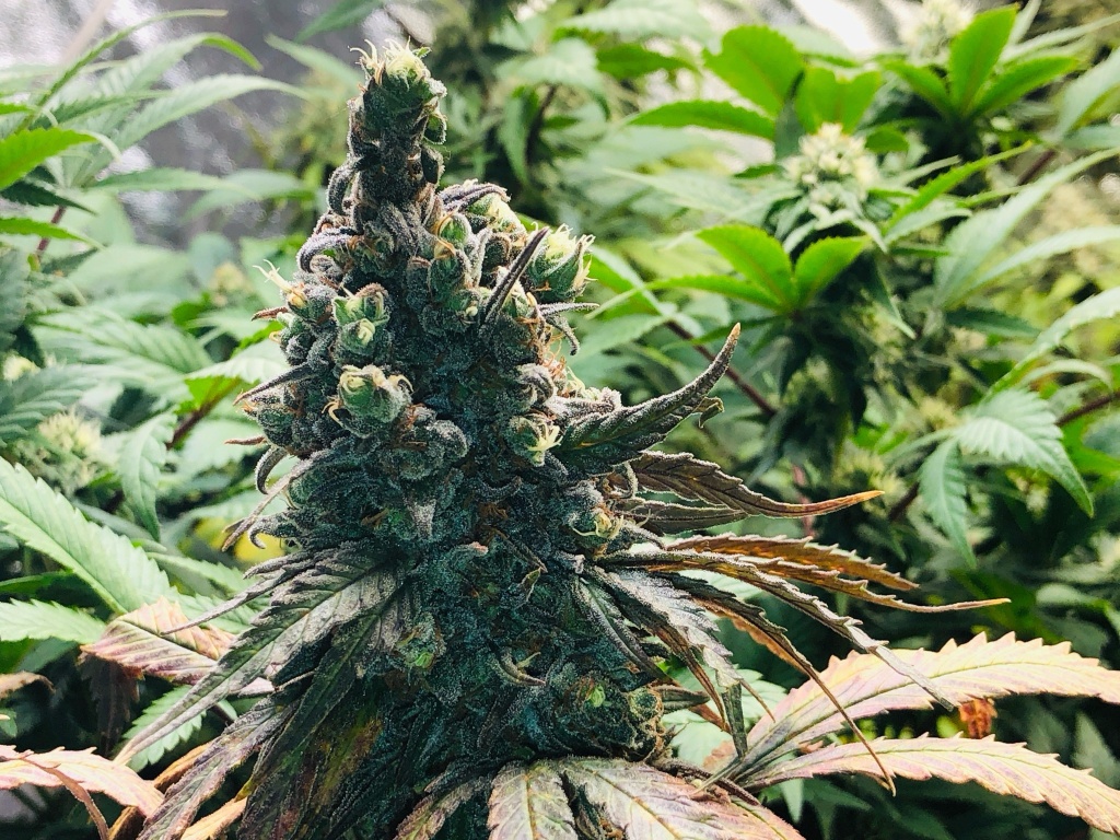 Orange og kush strains