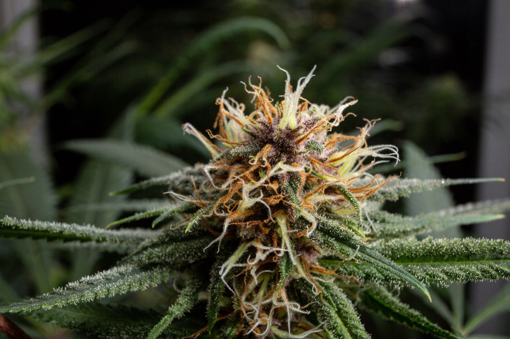 an og kush plant in flower