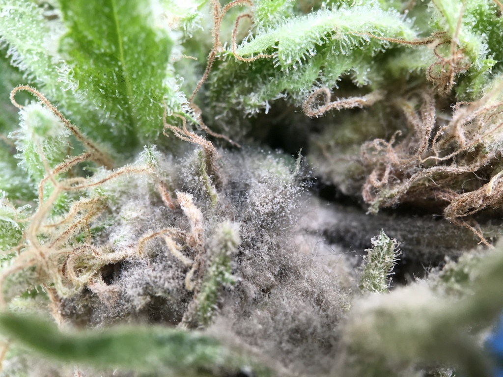 moldy cannabis what does bad weed look like