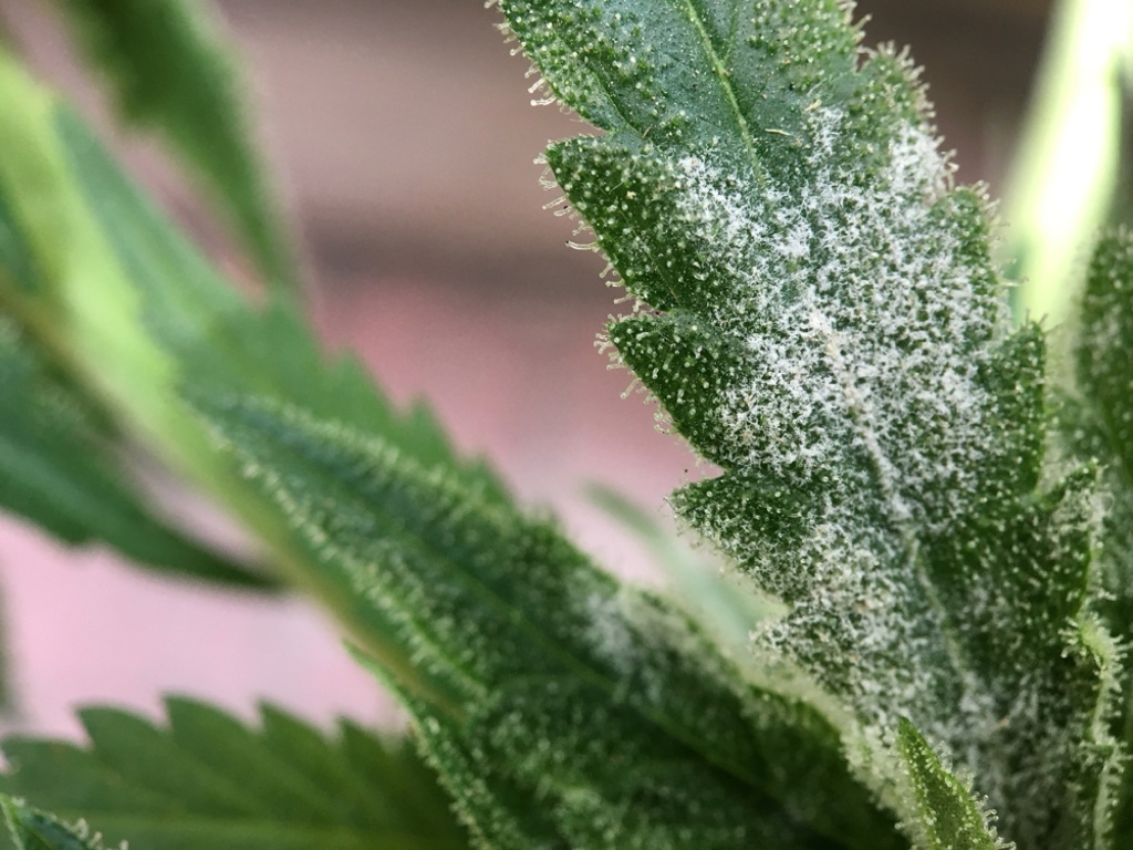 what does bad weed look like: cannabis leaf with powdery mildew