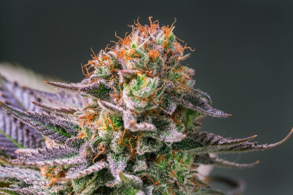 top shelf cannabis cola