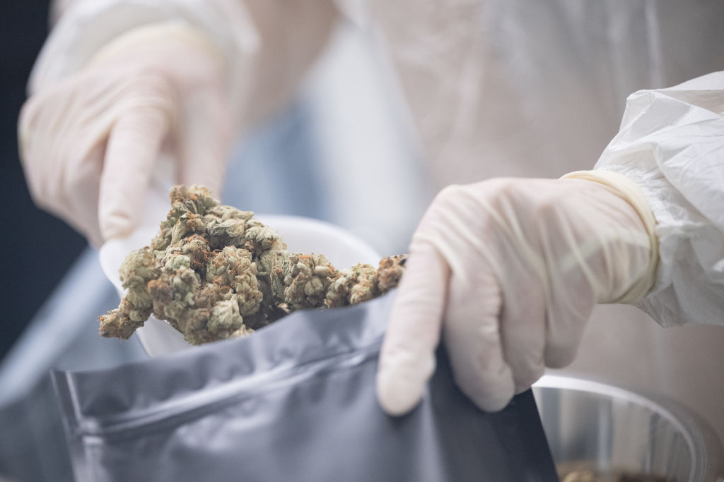 Gap in cannabis education leaves medical providers in the dark