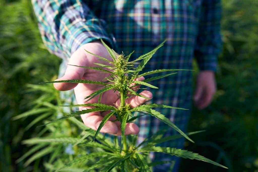 This Congressional bill could help small cannabis farmers