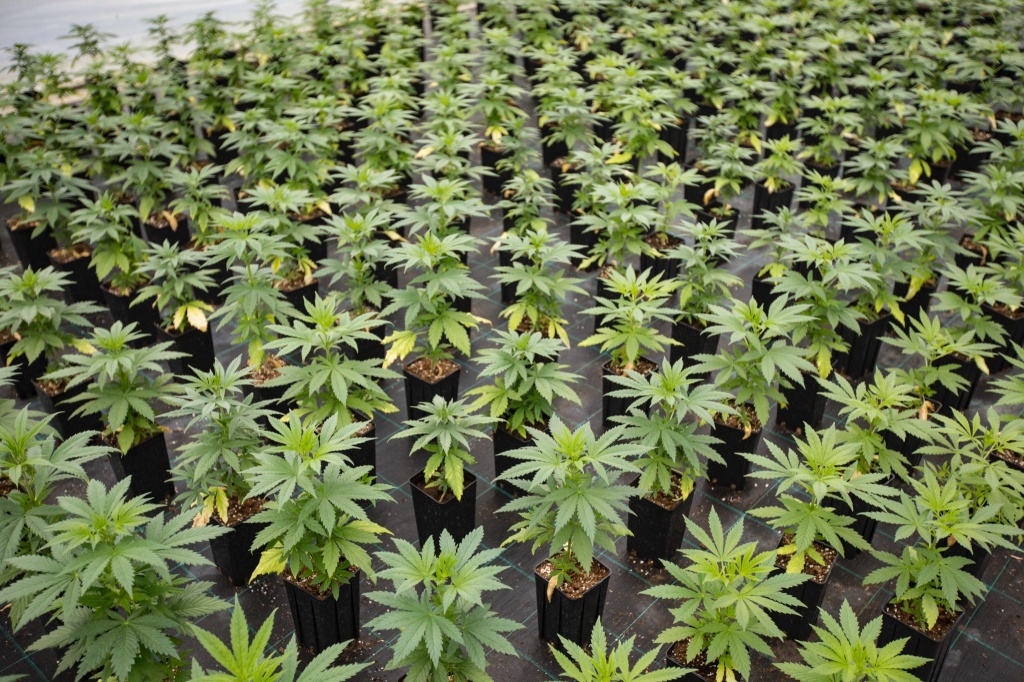 cannabis seedlings nyc mayor adams wants city to be cannabis capitol