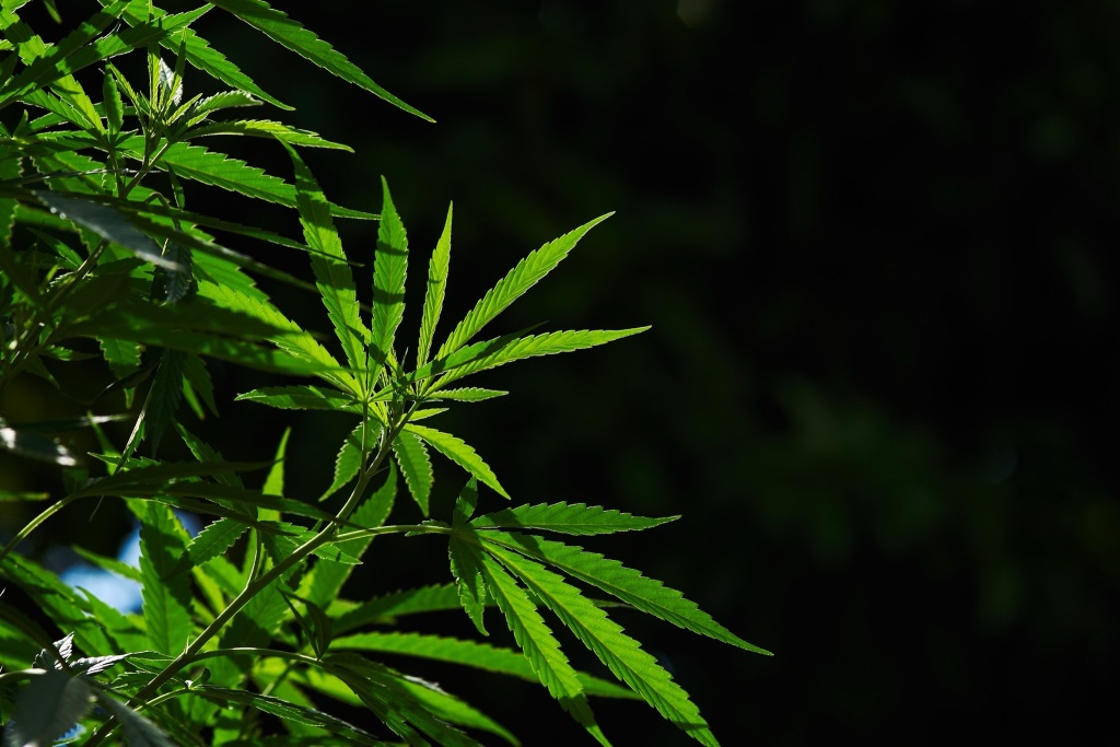 cananbis plant Texas THC debate rages