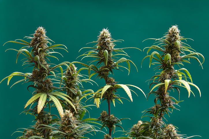 marijuana dementia study