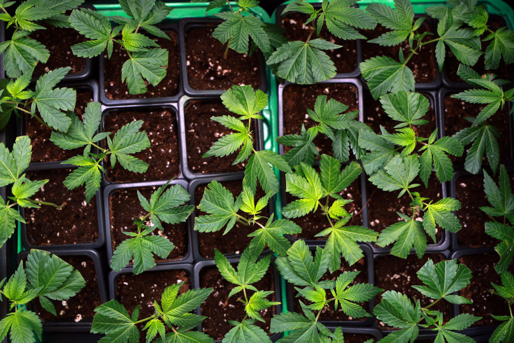 nj cannabis lounges