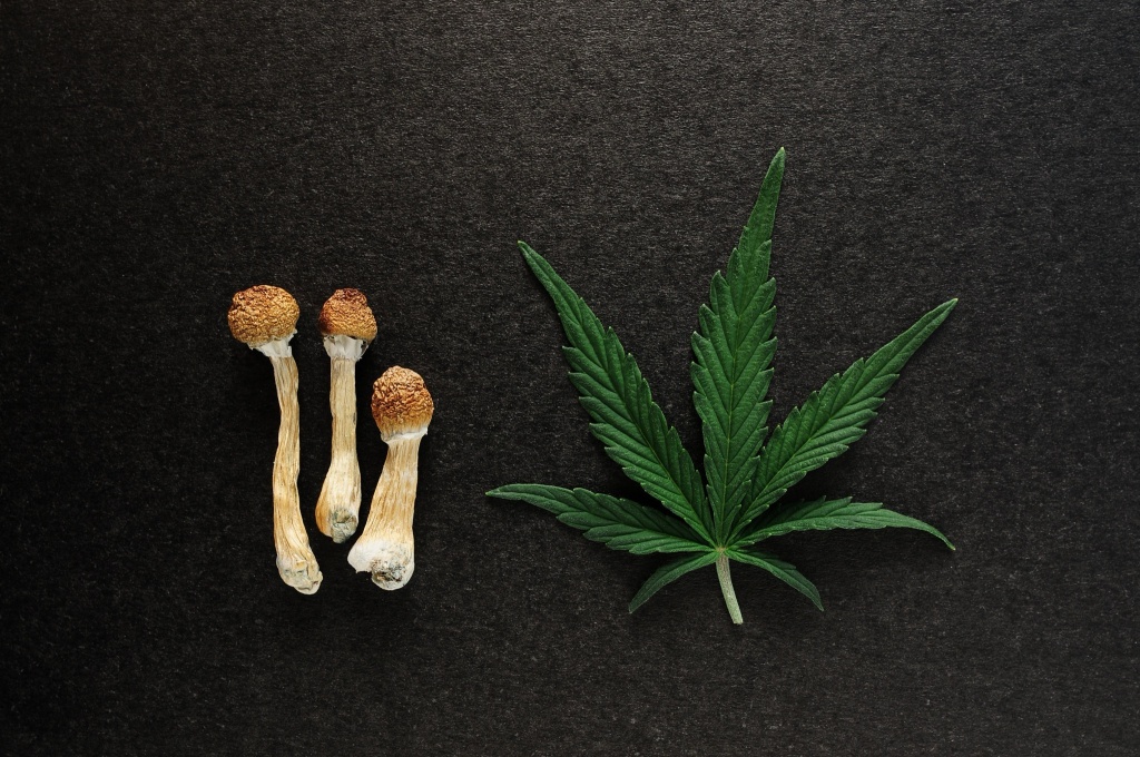 cannabis leaf and magic mushrooms psychedelics could be effective for eating disorders