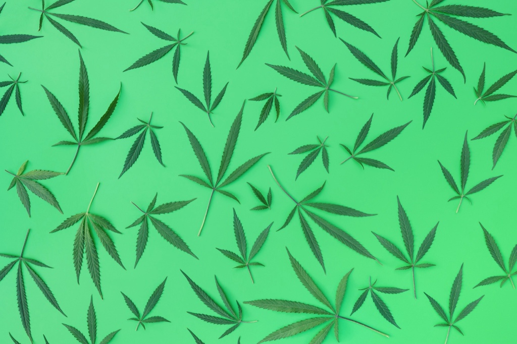 hemp leaves cannabis industry question