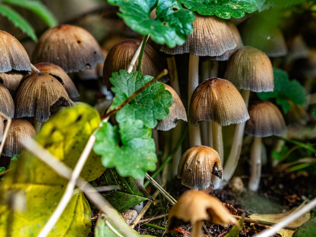 mushrooms increase lifespan
