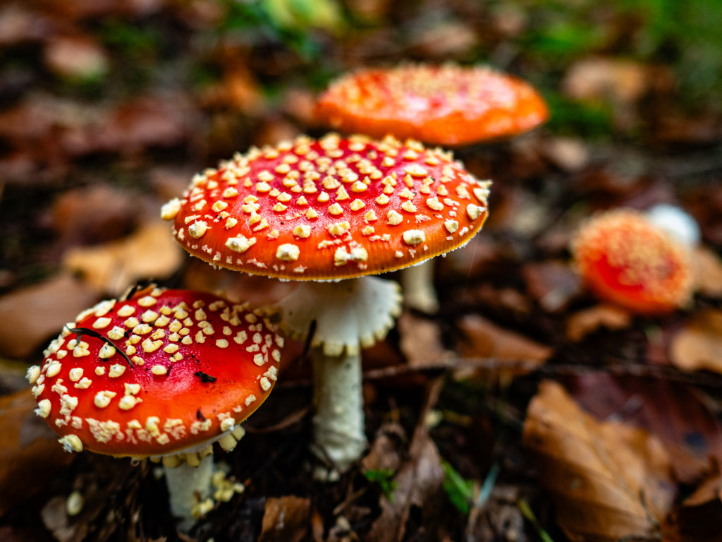 amanita mushrooms bipartisan psychedelic support