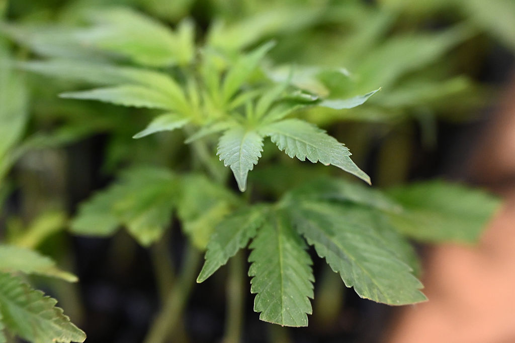 US government contradicts itself on weed – here’s why it matters