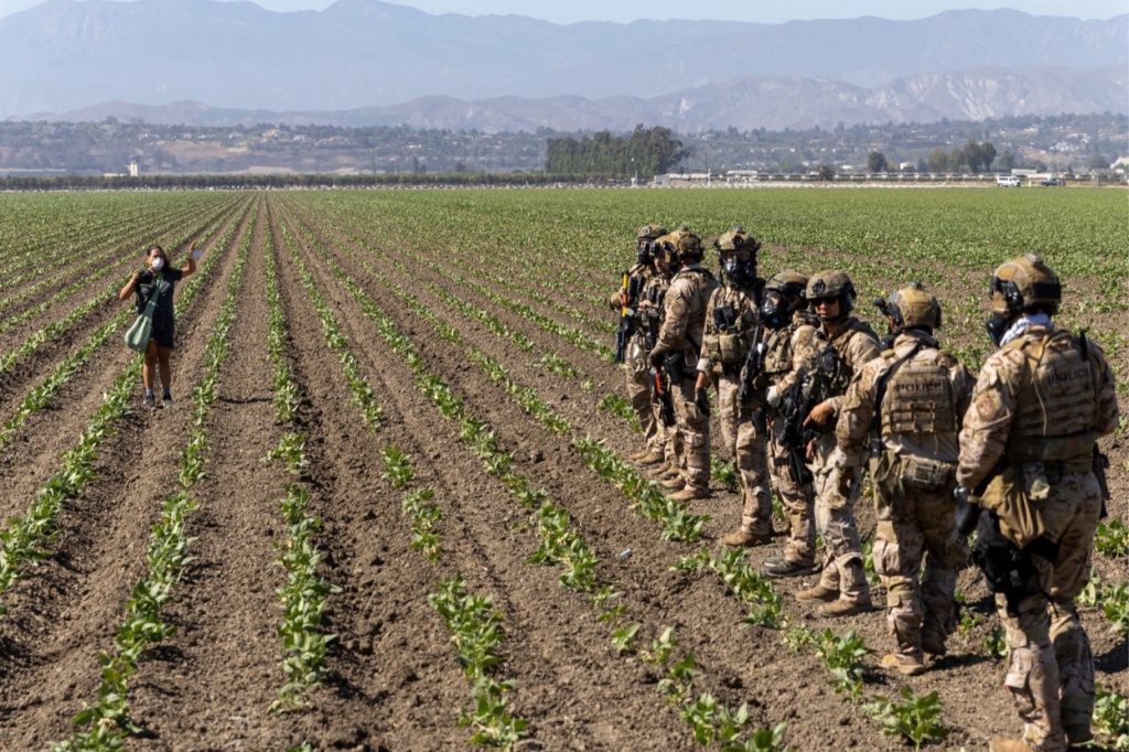 agents confront a woman during immigration raids at california cannabis farm