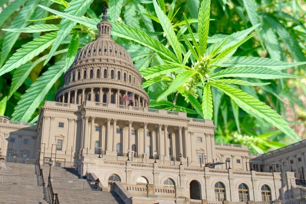 congress cannabis plants industry