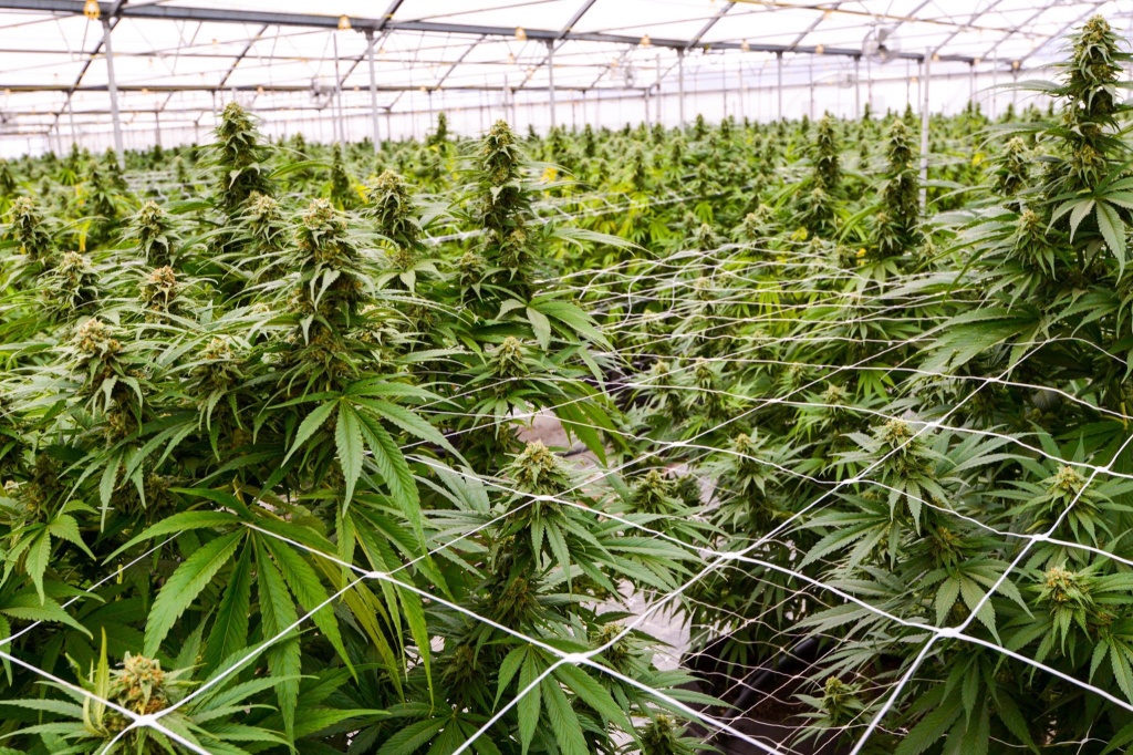 Cannabis tax battle pits pot against preschoolers