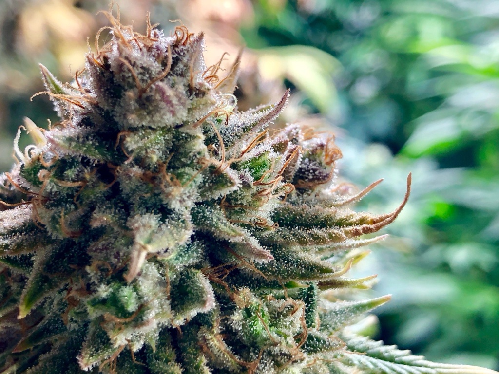cannabis plant bred from quality genetics