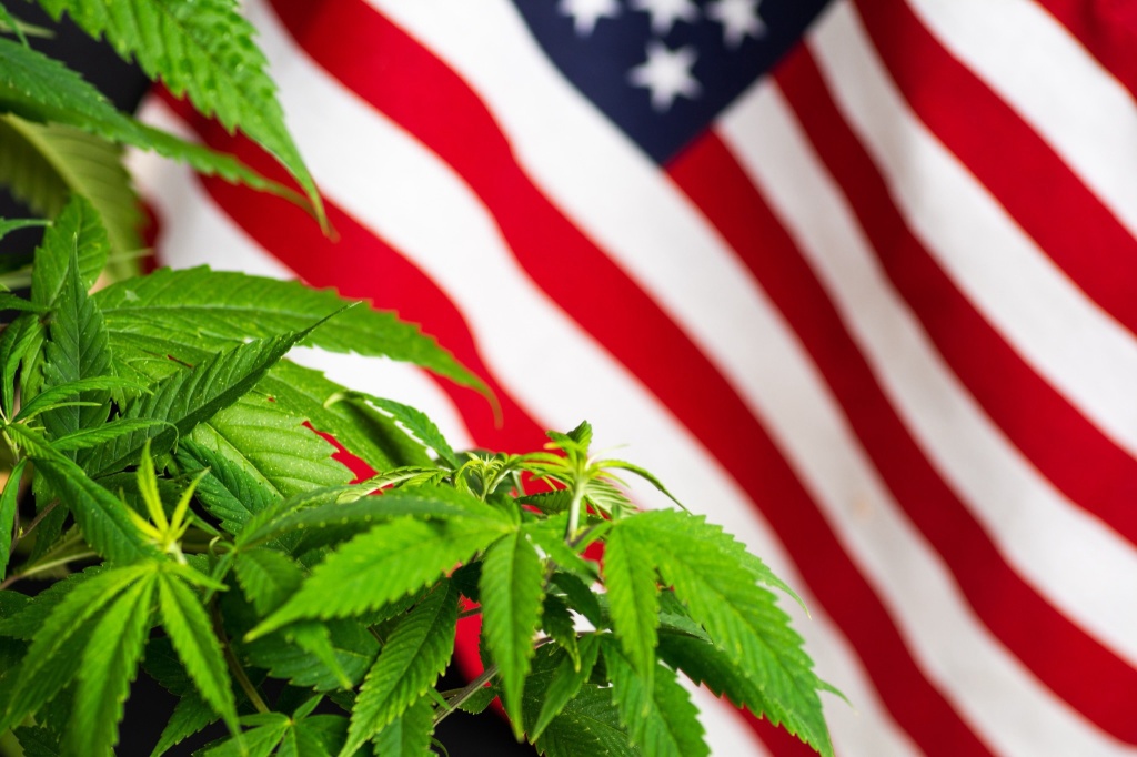cannabis leaves over american flag republicans cannabis