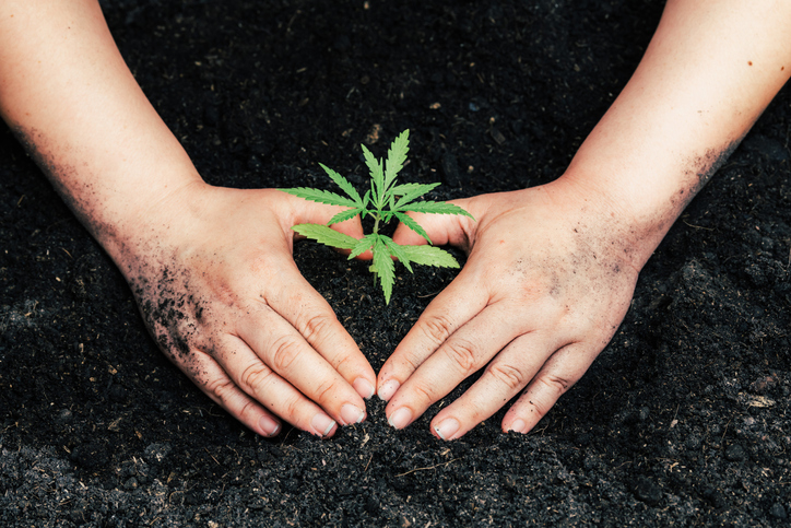 grow guide