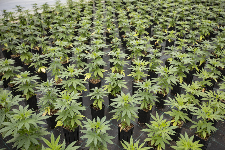 grow guide