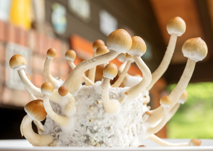 magic mushrooms rescheduling