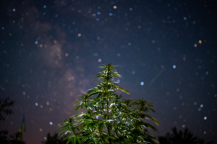 cannabis plant under stars weed users cognitive abilities