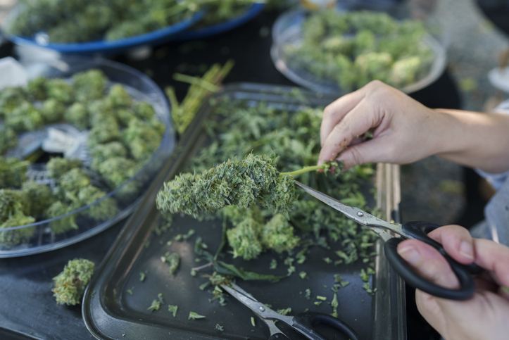 grow guide