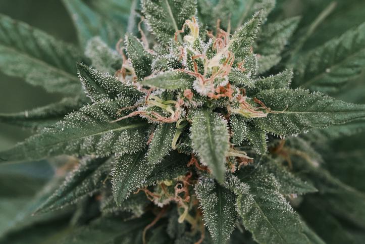 grow guide