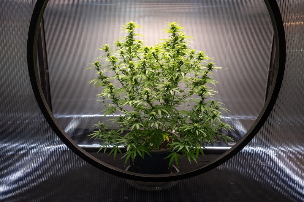 cannabis plants in lab safety science