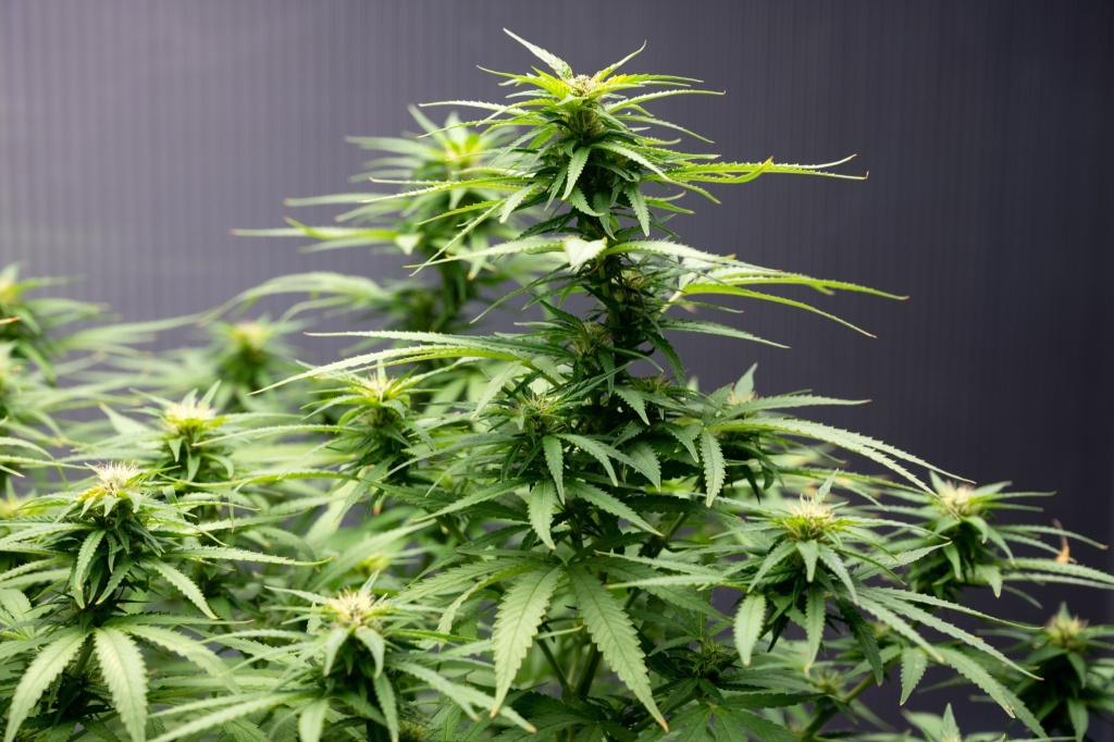 cannabs plant dispensaries may reduce deaths from opioids says new study
