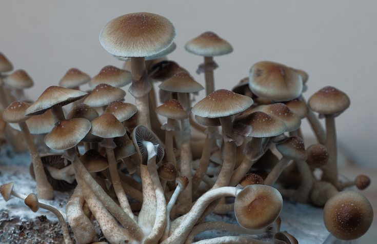 magic mushrooms cu denver psilocybin therapy