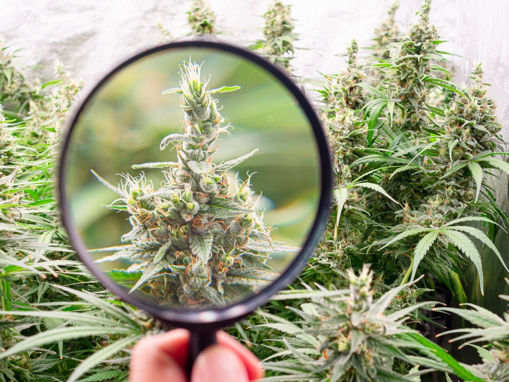 cannabis plant under magnifying glass media reefer madness