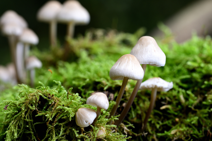magic mushrooms psilocybin tbi study