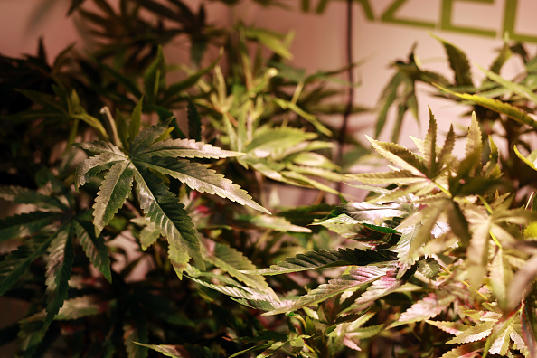 cannabis plant tetra lounge legal trouble