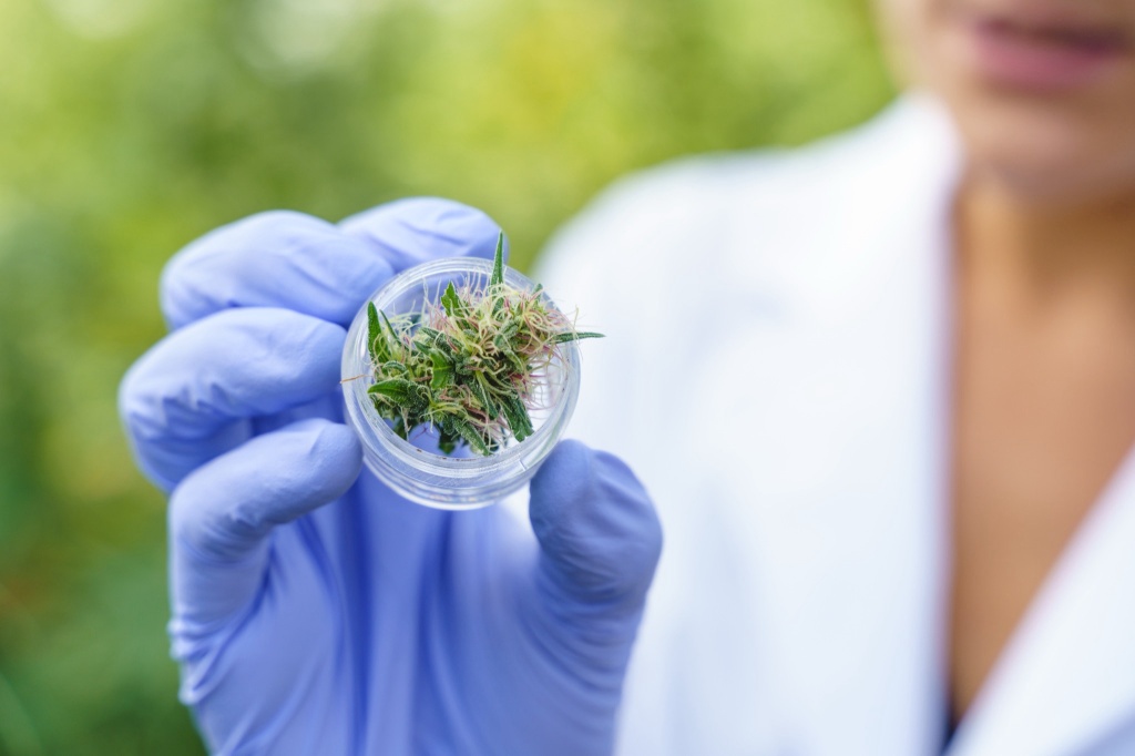 cannabis bud in petri dish decontamination
