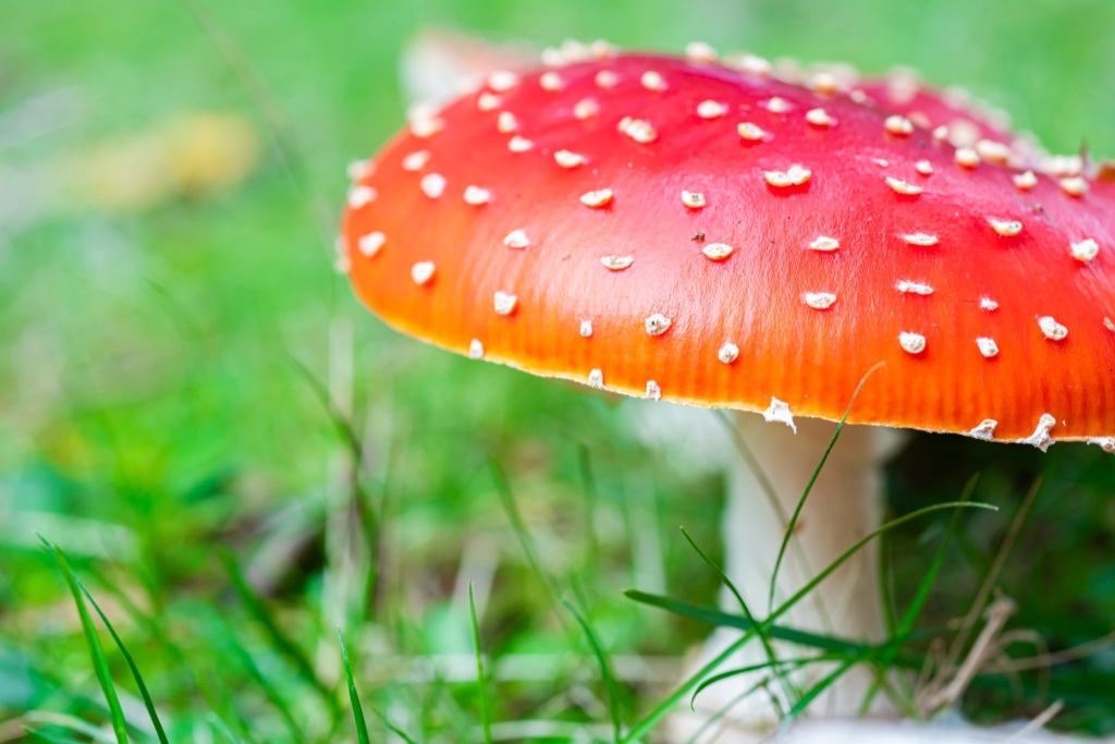 psychedelic mushroom alaska could be next state to legalize