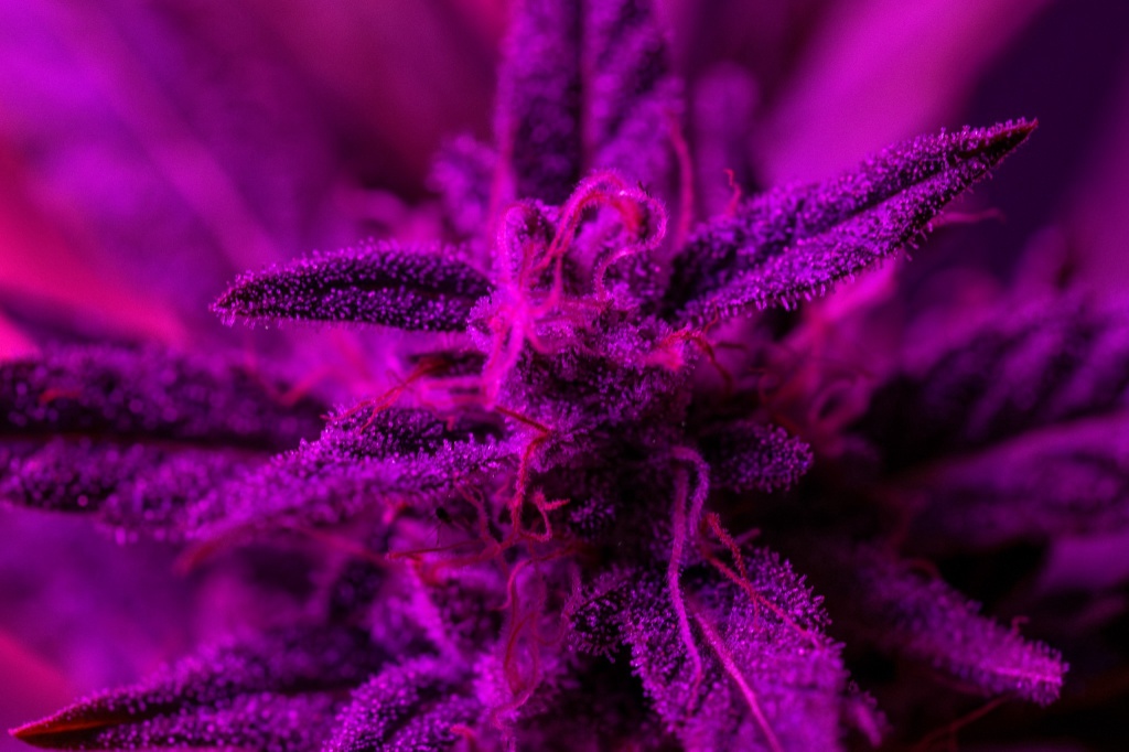 cannabis flower modified grapes strain