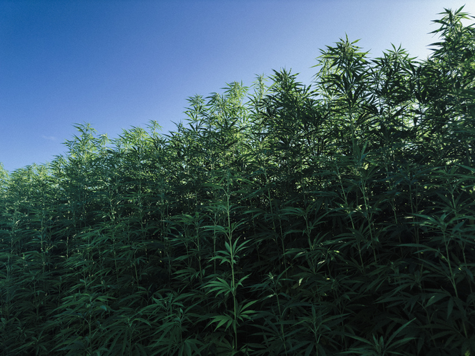 hemp plants proposed bill could protect industry