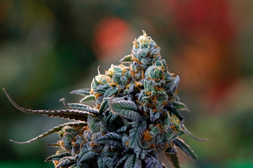 cannabis plant michigan top weed state