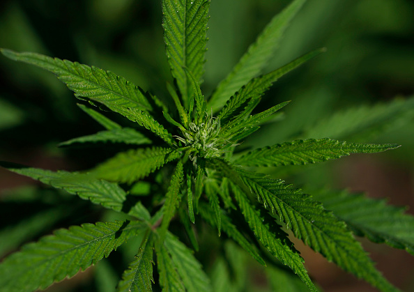 cannabis plant new york licensing