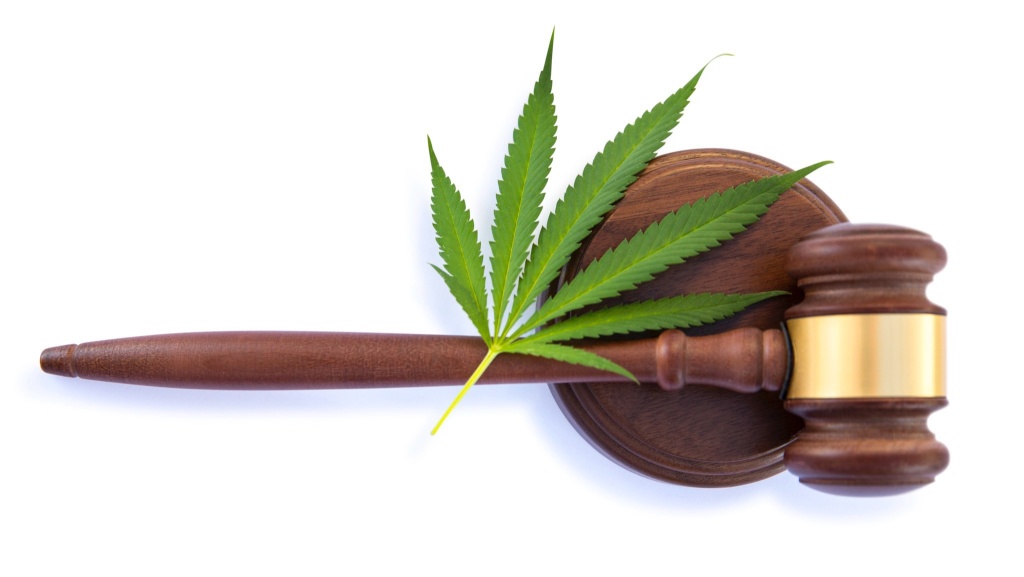 cannabis leaf gavel data policy