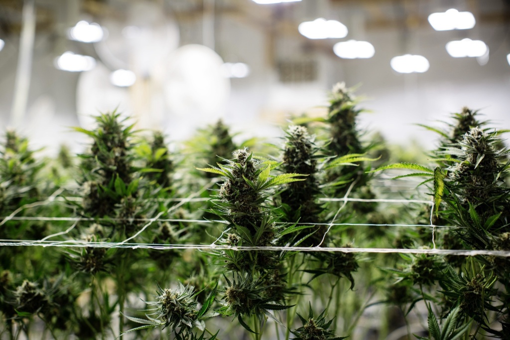 cannabis cultivation facility use of data in grows