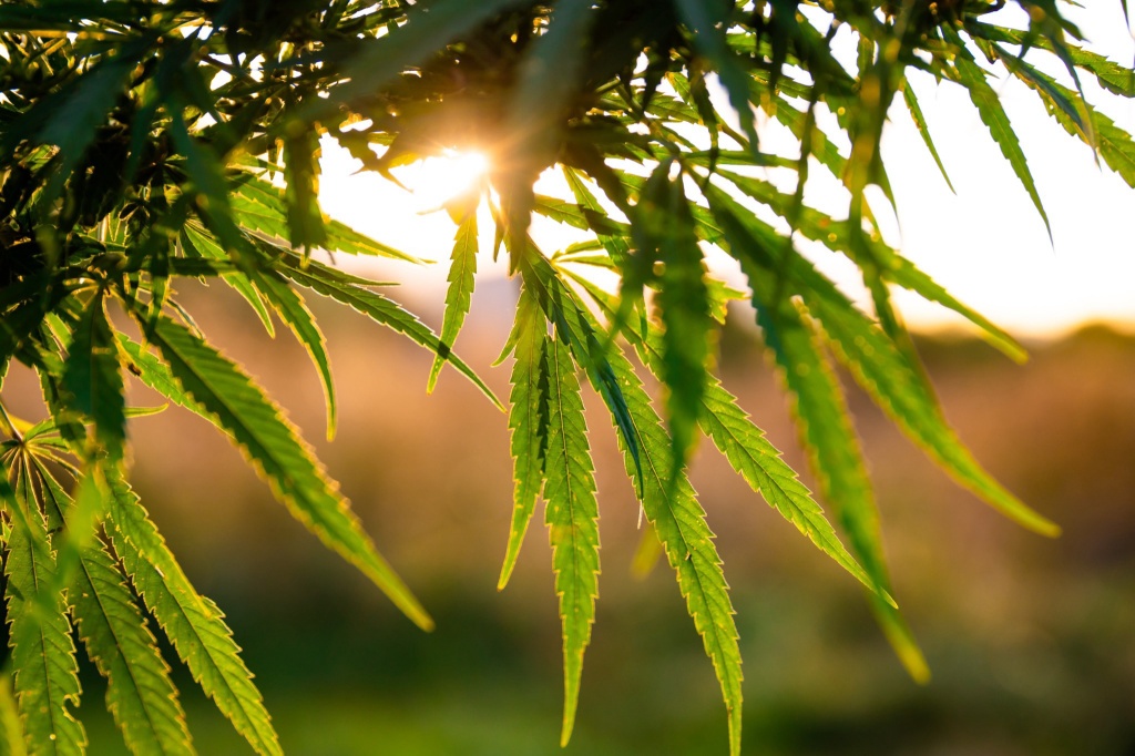 young hemp plants texas ban result