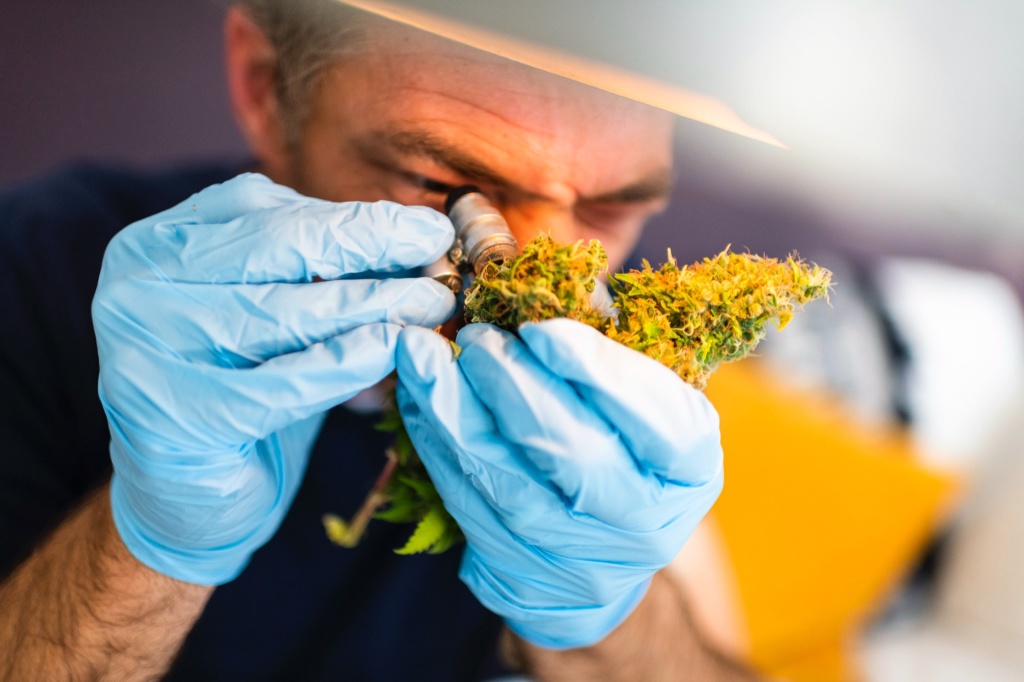 judge examining cannabis for contest