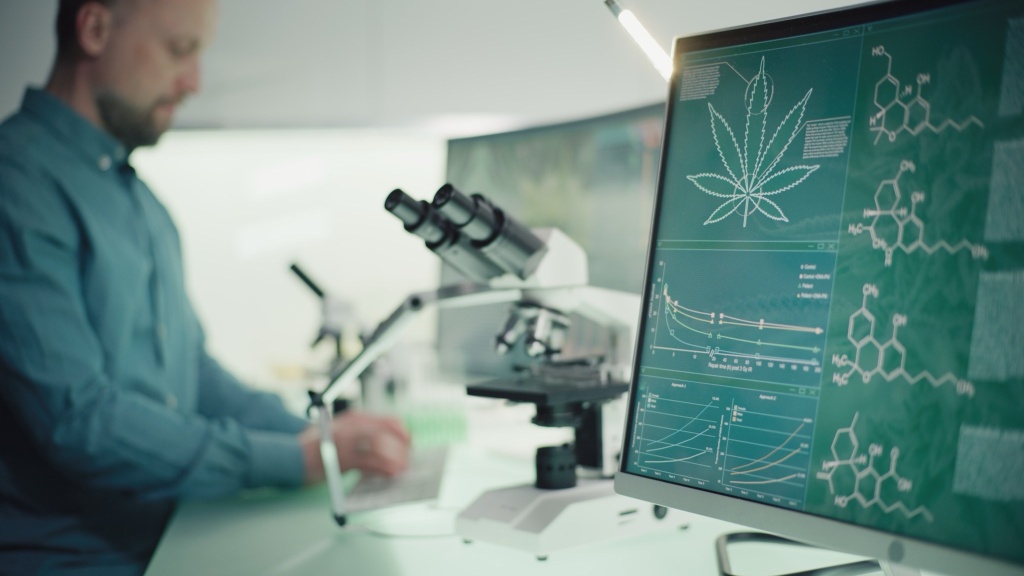 cannabis research into anesthesia raises questions