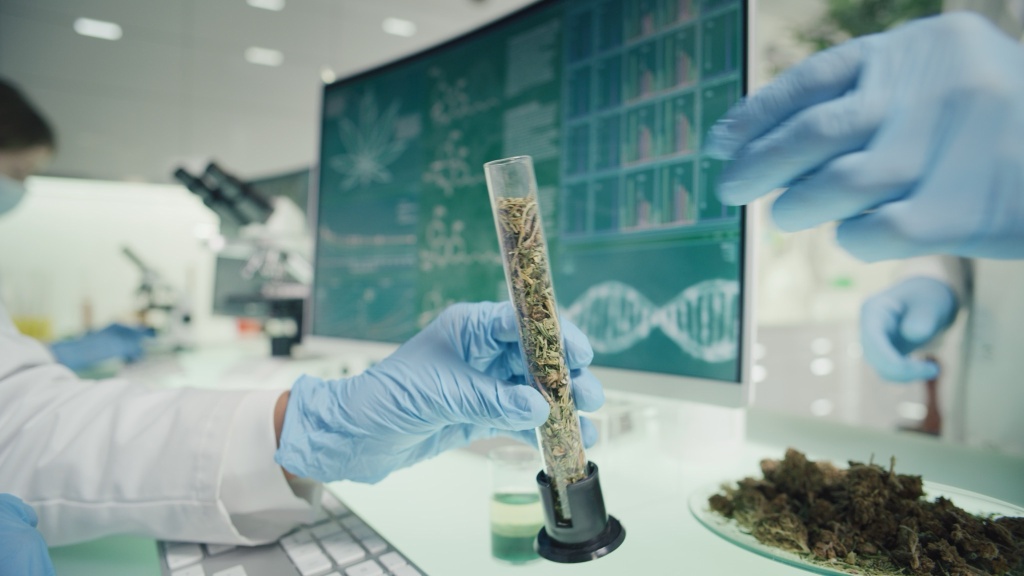 cannabis research study reveals new compounds