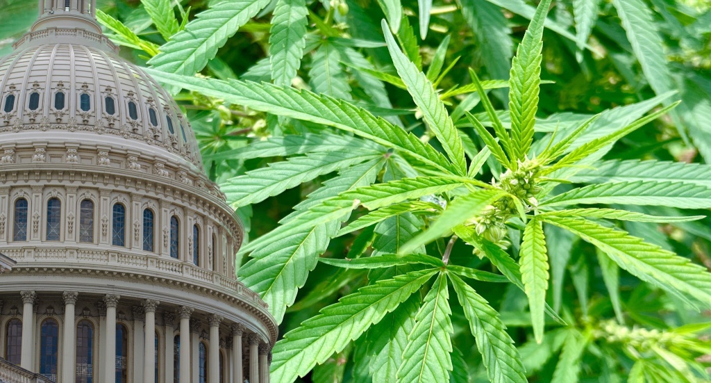 cannabis leaves over capitol congress may block rescheduling