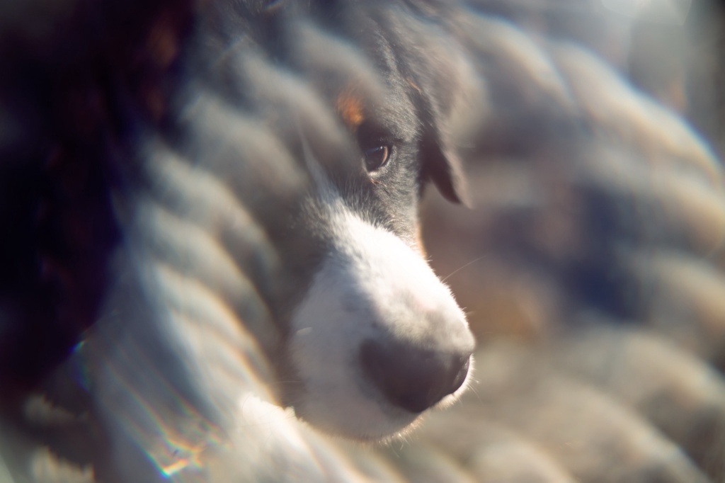 dog in psychedelic picture LSD study